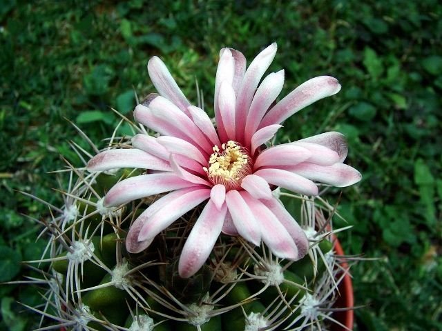 Gymnocalycium _mostii _v.kurtzianum _e1